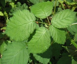 Brombeere