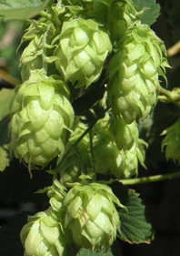 Hopfen