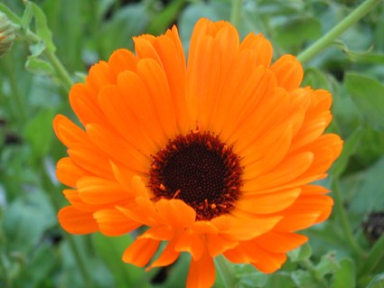 Ringelblume Calendula