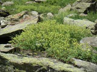 Silbermantel Fafleralp